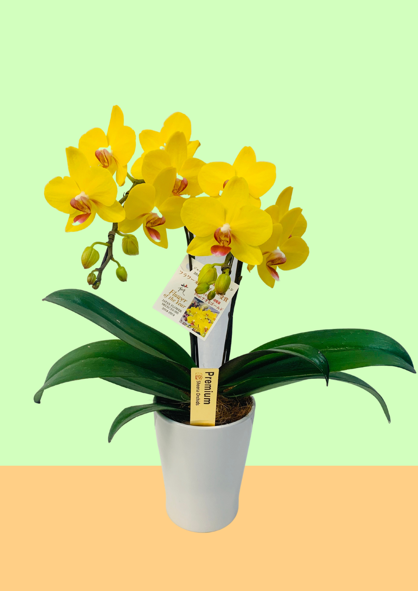 ミディ胡蝶蘭 4号鉢 2本立ち ナオミゴールド – monceau-fleurs-japan ミディ胡蝶蘭 4号鉢 2本立ち ナオミゴールド – monceau-fleurs-japan