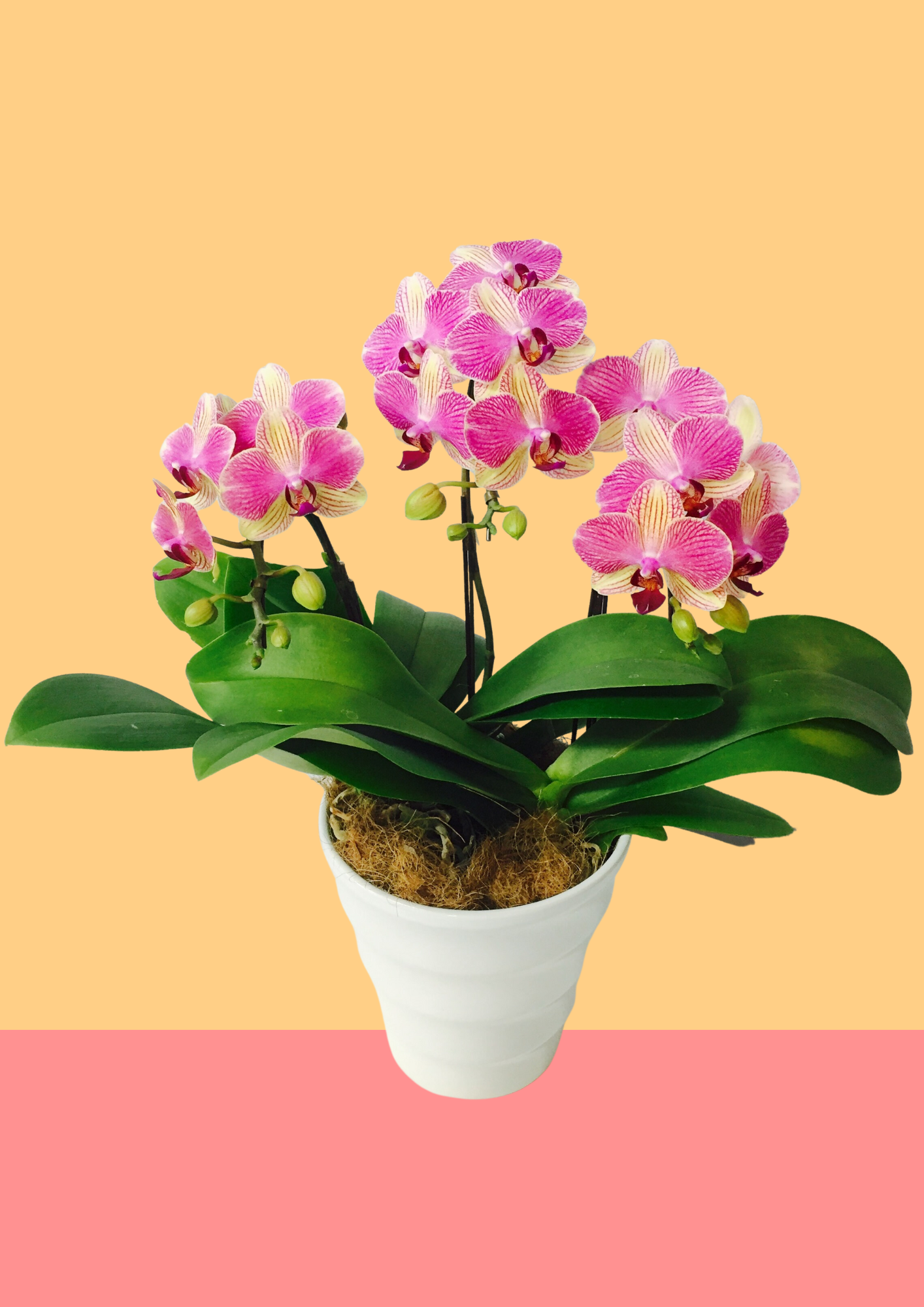 ミディ胡蝶蘭 5.5号鉢 3本立ち パレルモ – monceau-fleurs-japan