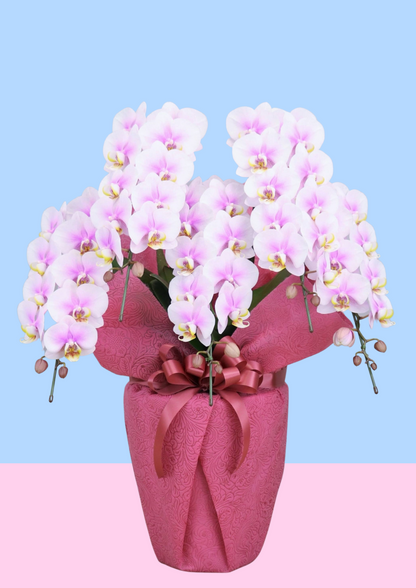 ミディ胡蝶蘭5本立ち ピンク ルパン – monceau-fleurs-japan