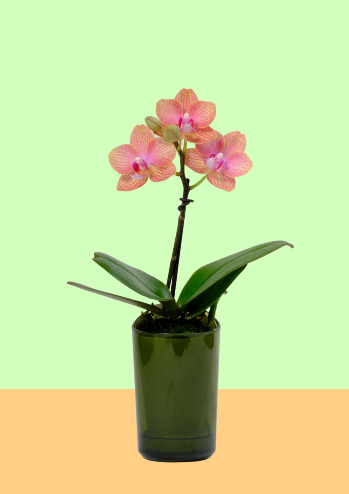 ranto Sサイズ 1本立ち – monceau-fleurs-japan
