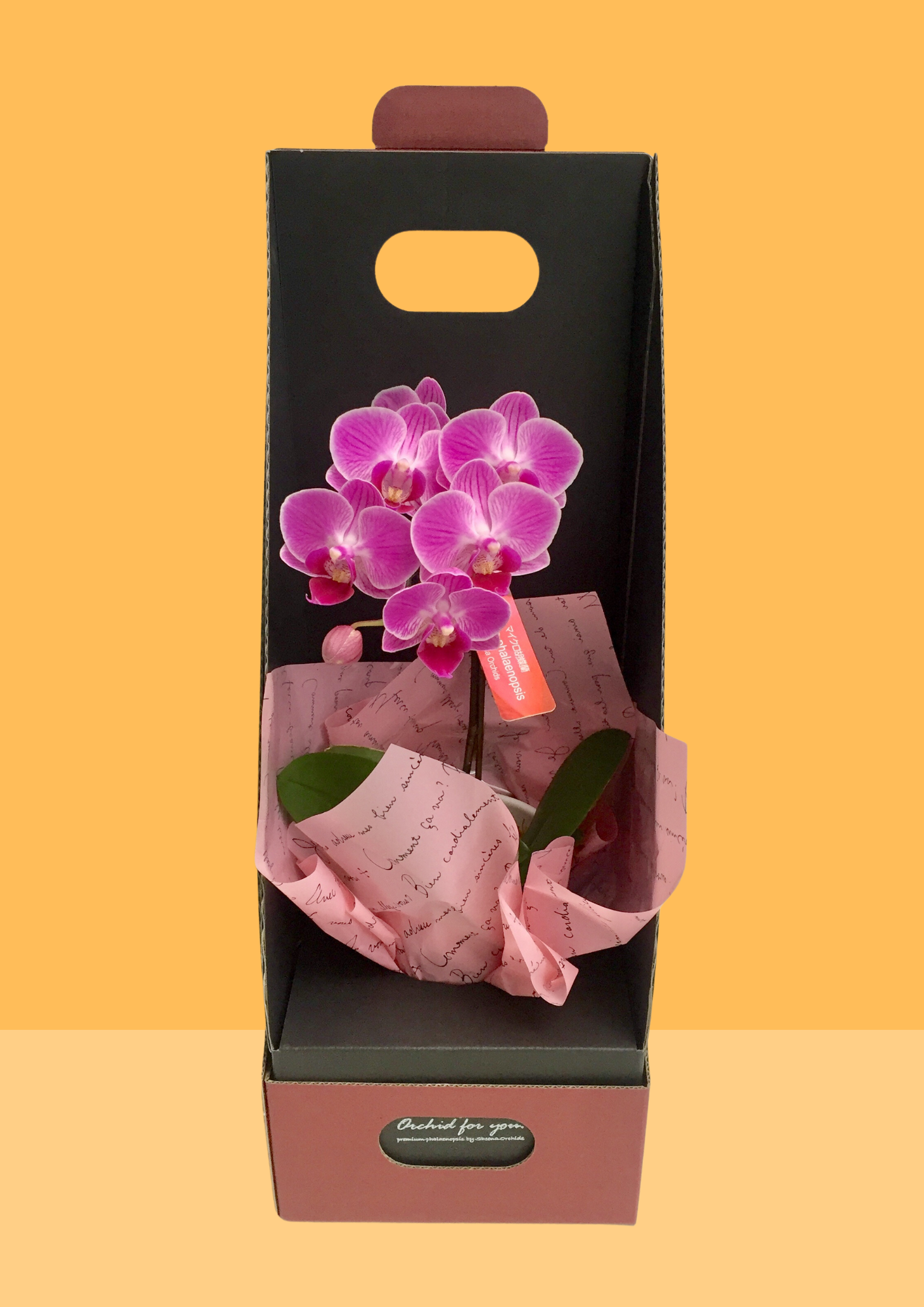 マイクロ胡蝶蘭 2.5号鉢 2WAYボックス入り – monceau-fleurs-japan