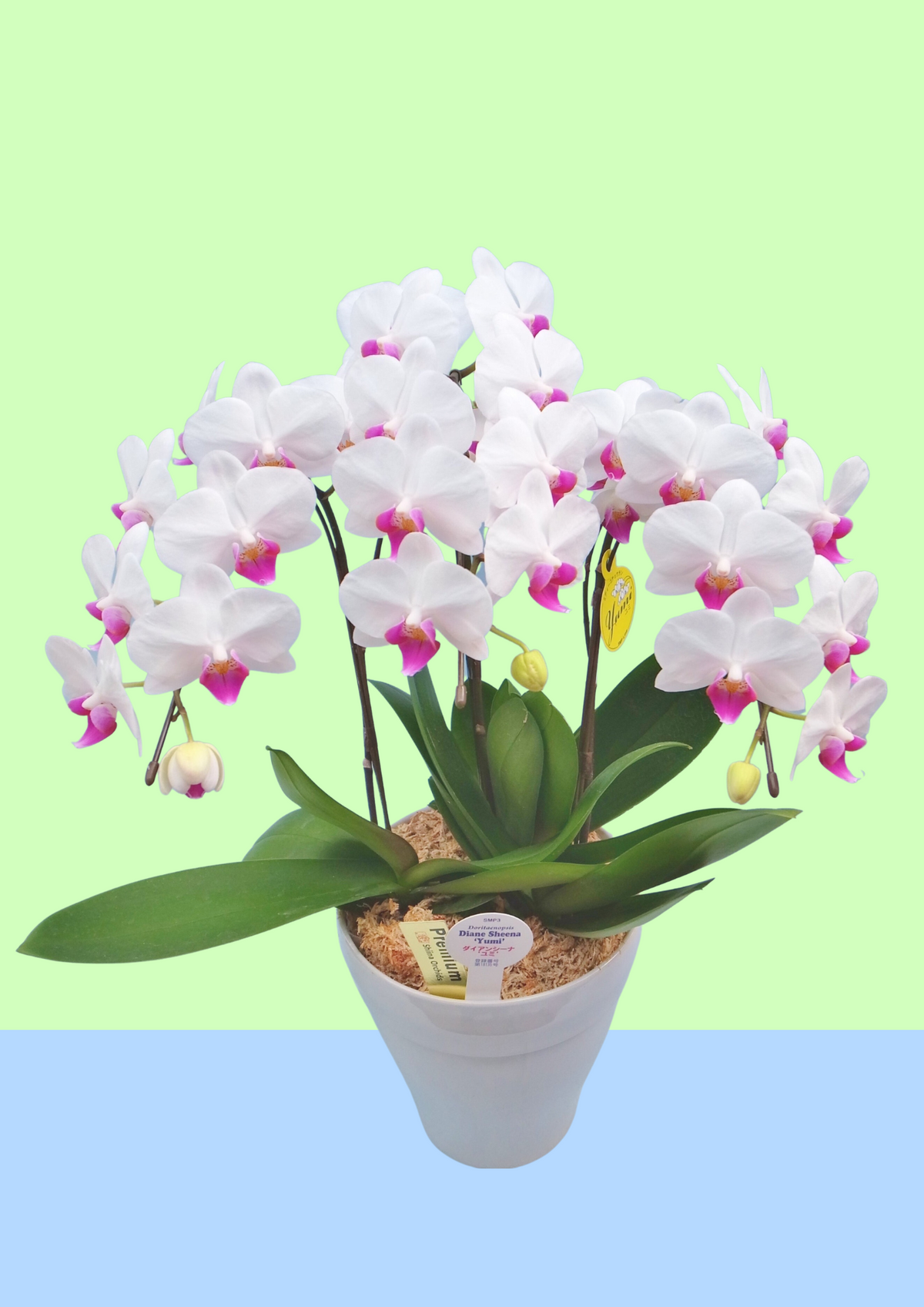 ミディ胡蝶蘭 ユミ　6号鉢 ミディ胡蝶蘭 6号鉢 3本立ち ユミ – monceau-fleurs-japan