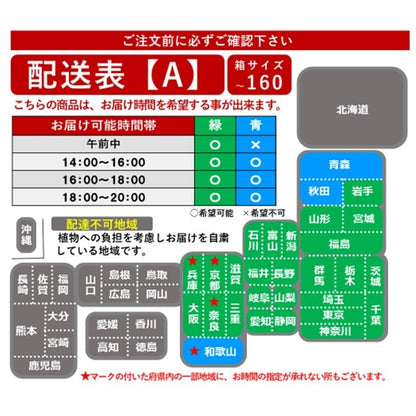 ミディ胡蝶蘭5本立ち　イエロー　フォーチュン・ザルツマン