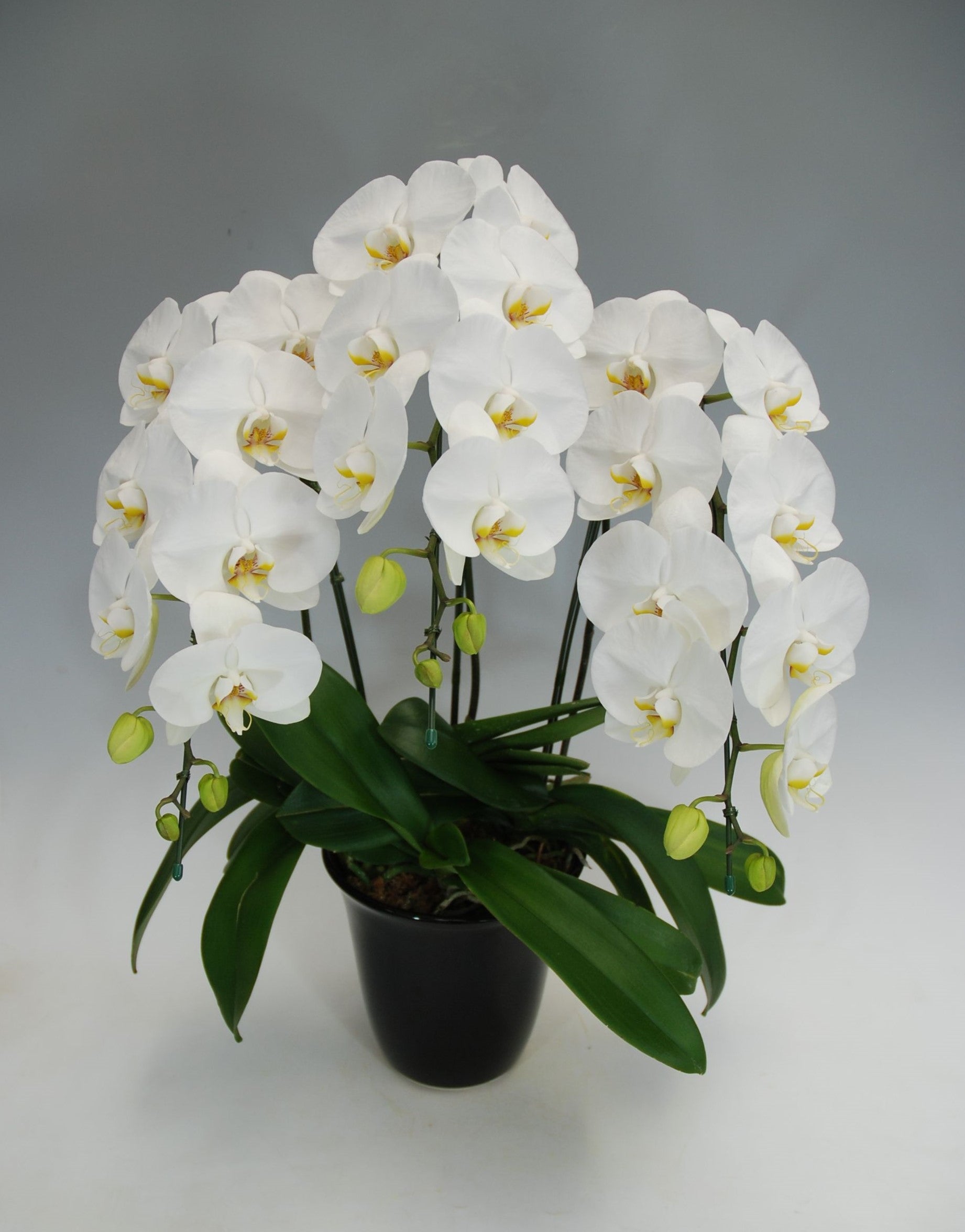 大輪 胡蝶蘭 ホワイト 3本立ち 25輪前後 – monceau-fleurs-japan